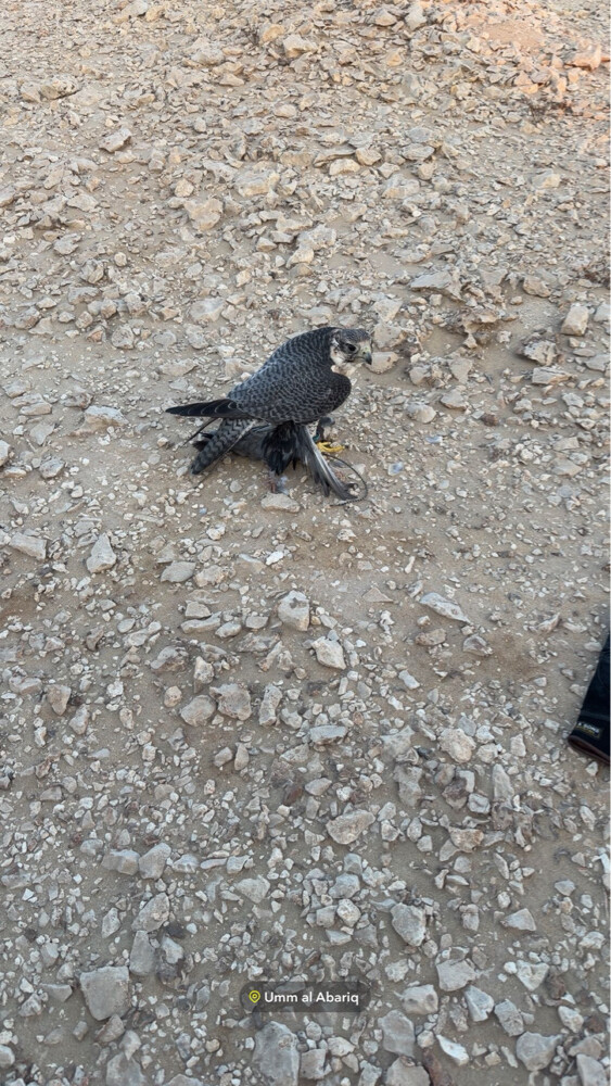 للبيع جير تبع - 1