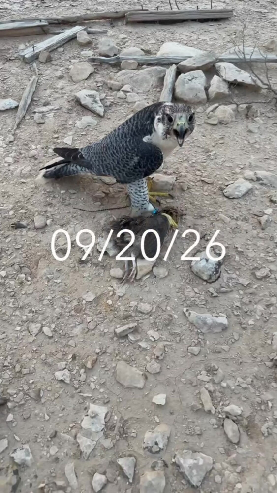 للبيع جير تبع - 2