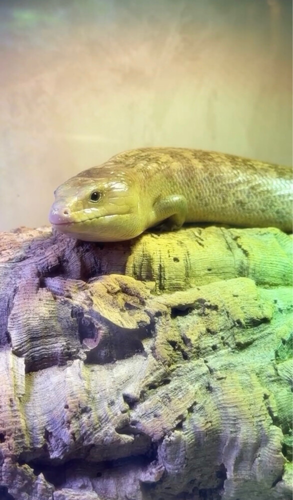 100% Het Ivory Blue Tongue Skink - 2