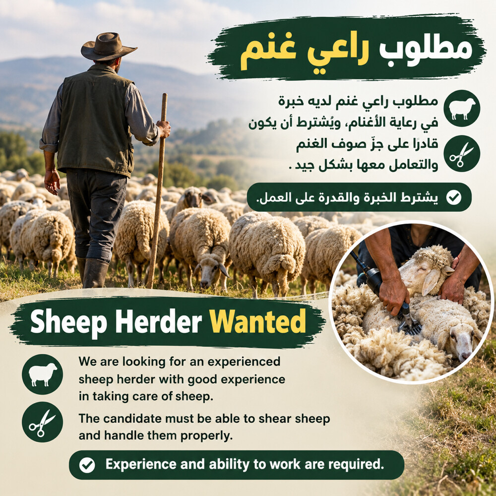 Sheep Herder Wanted - 1