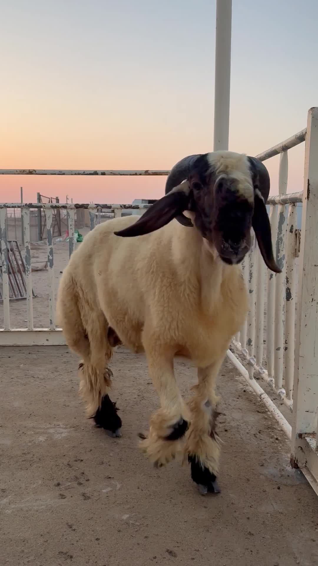 جذع صنف فاخر  - 1