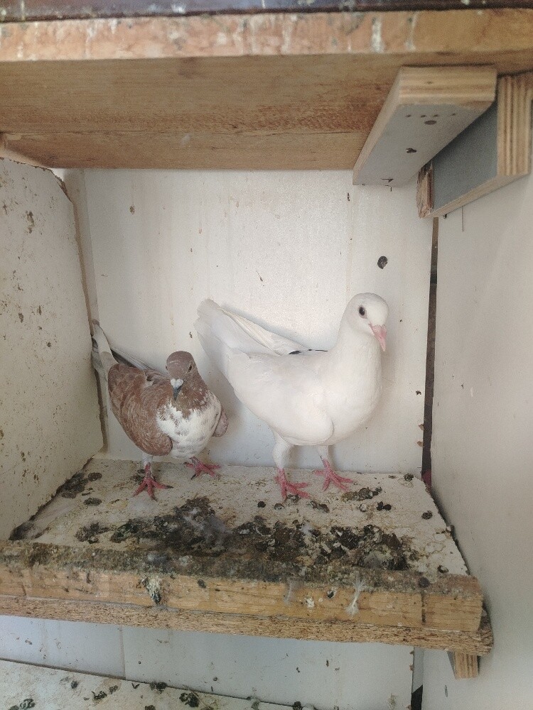 12 hyflyer pigeon for sale - 4