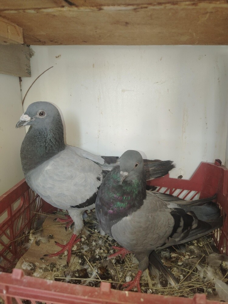 12 hyflyer pigeon for sale - 6
