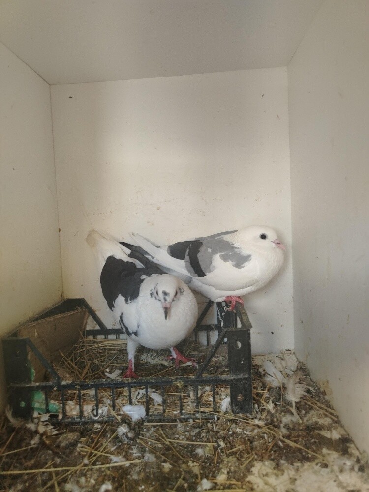12 hyflyer pigeon for sale - 3