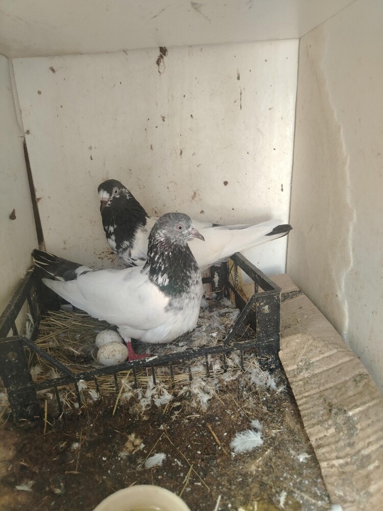 12 hyflyer pigeon for sale - 2