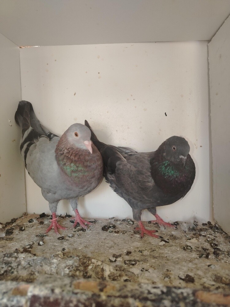 12 hyflyer pigeon for sale - 5