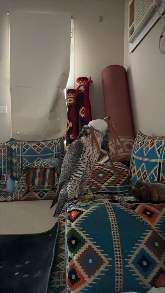 مبارك - 4