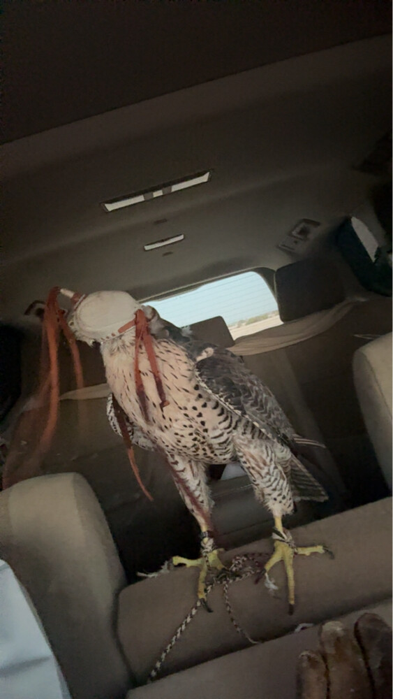 مبارك - 3