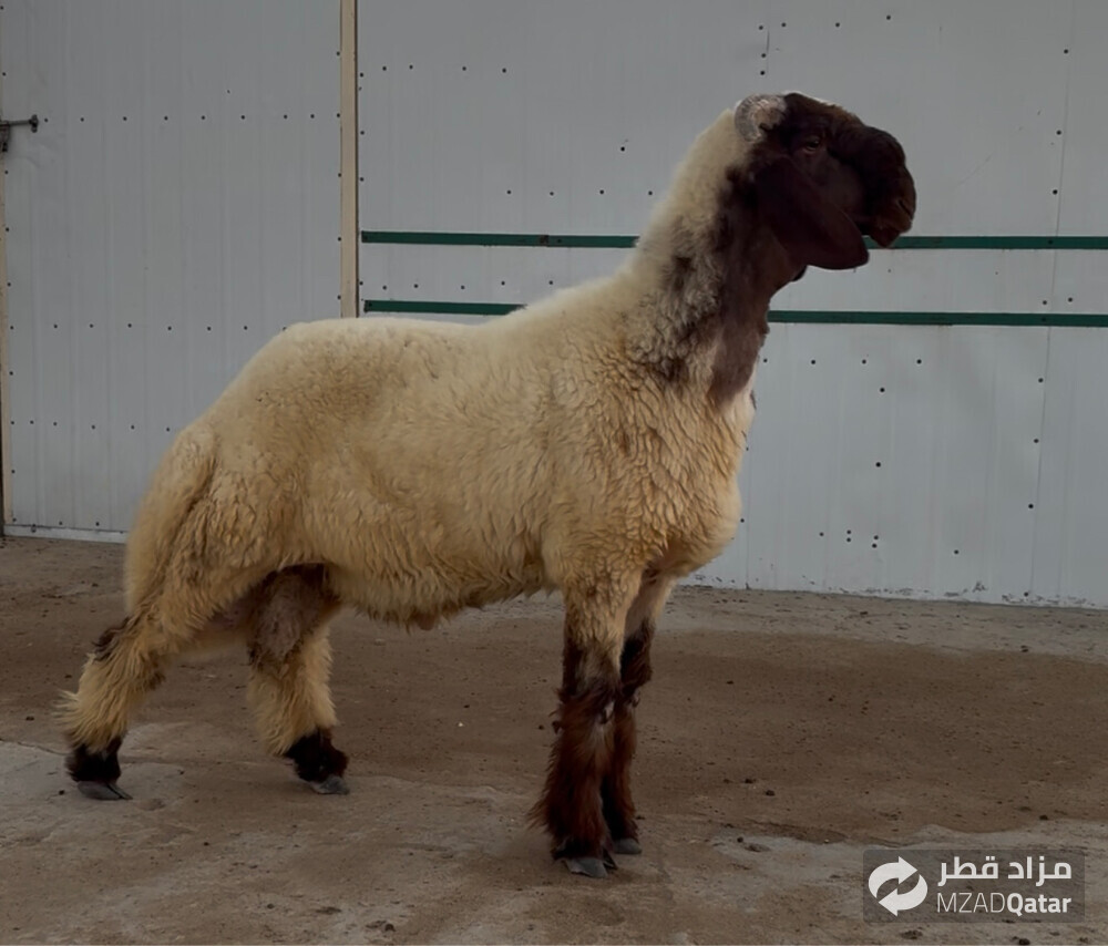 جذع مزاين - 1