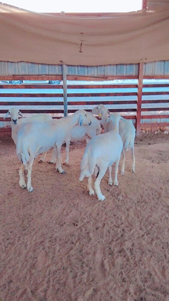 حبص شويهات - 4
