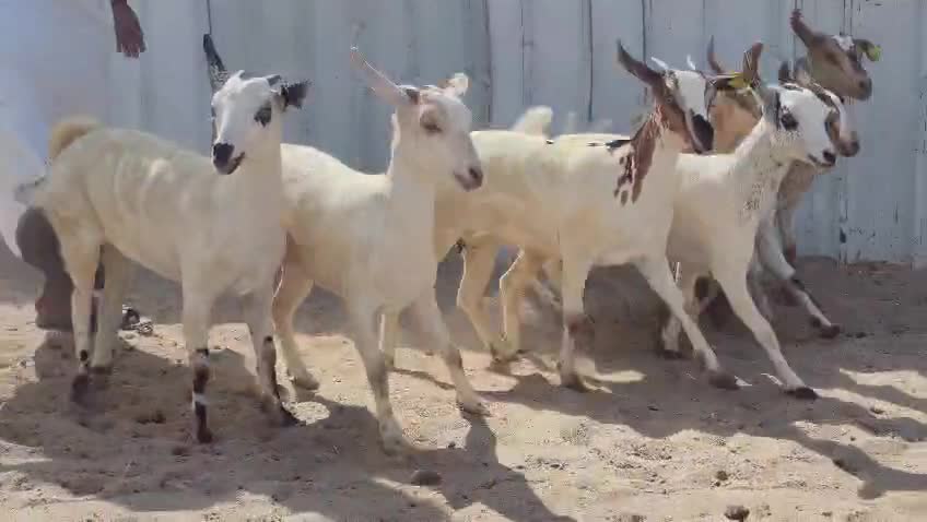 البيع - 1