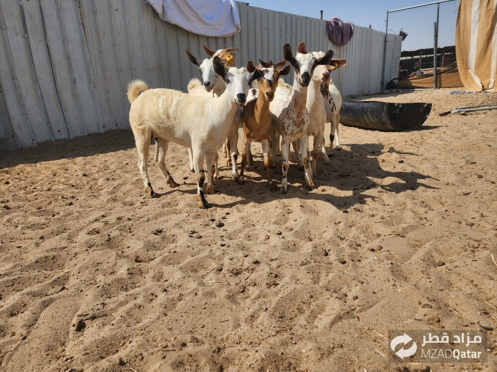 البيع - 3