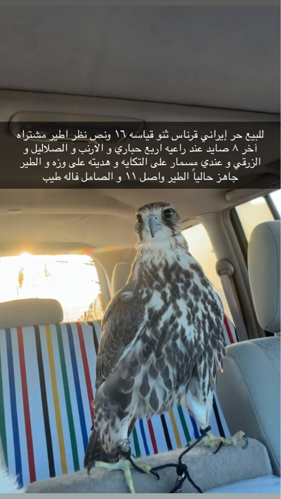 حر مسمار على التكايه  - 1