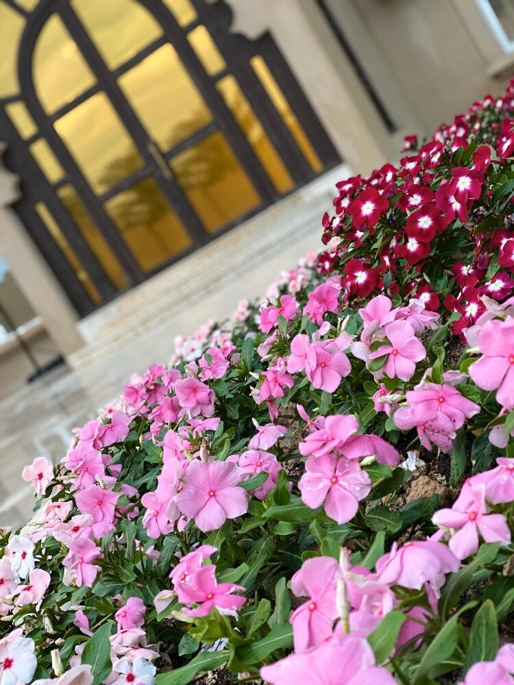 منسق حدائق 55079950 - 8