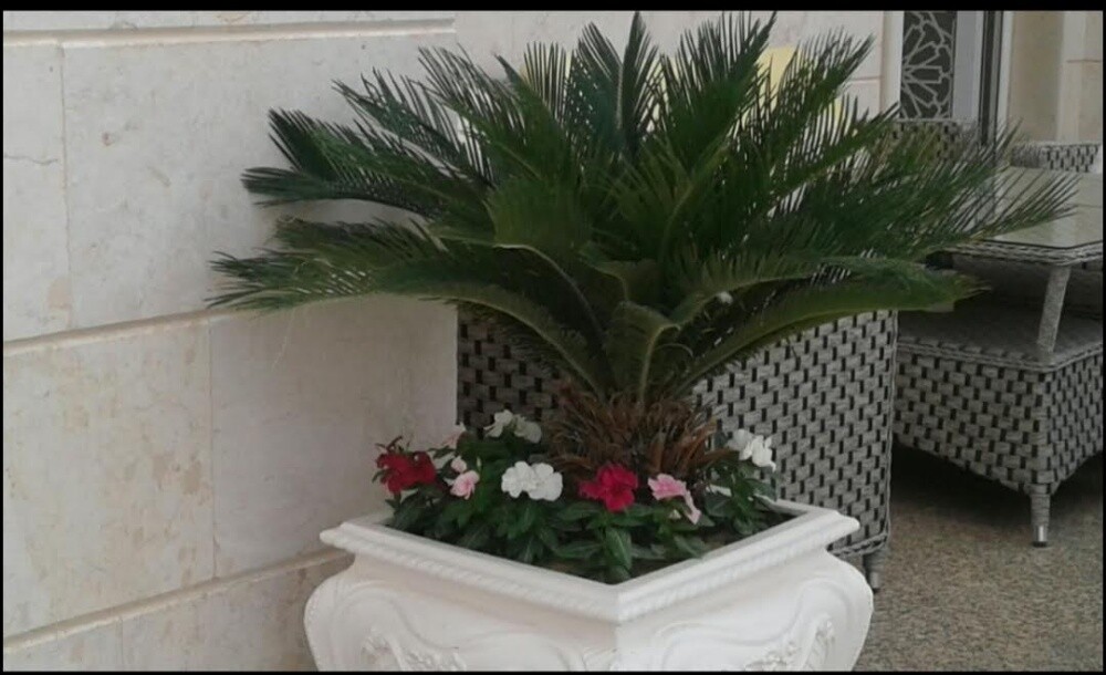 مزراع ومنسق حدائق 55079950 - 3