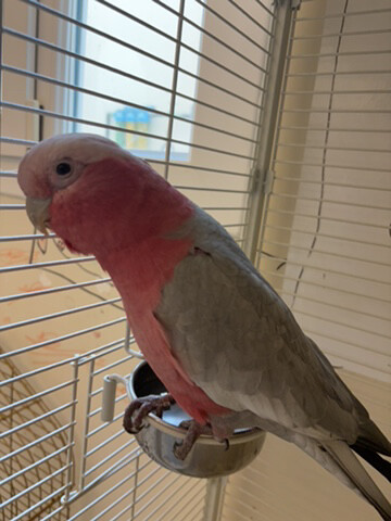 Mari - 2