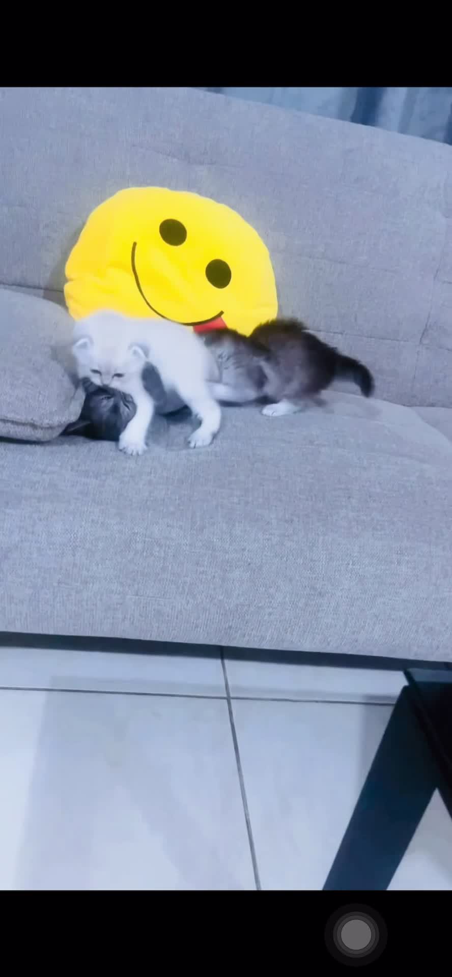 Luna rio  - 6