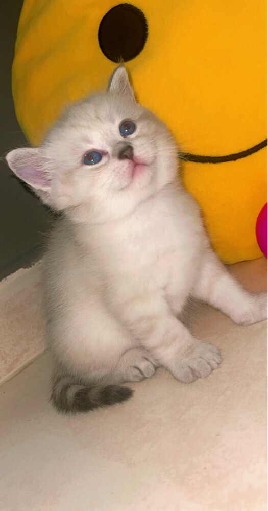 Luna rio  - 3