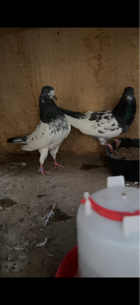 جوز منتج - 2