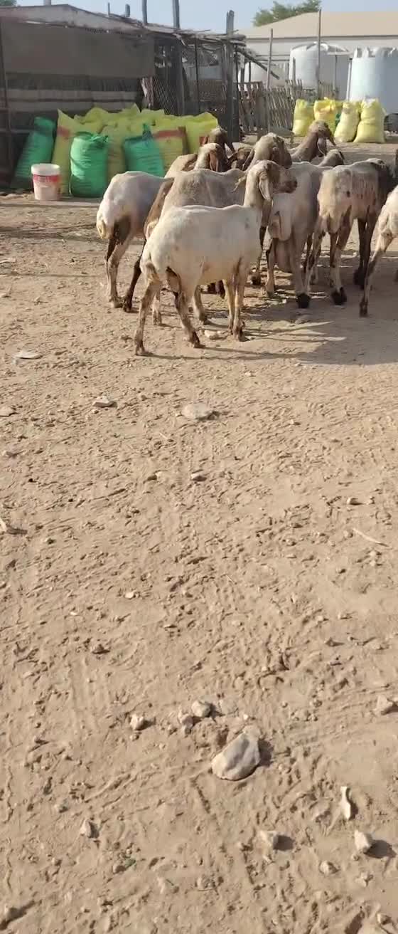 شويهات سوريه طيبه - 1