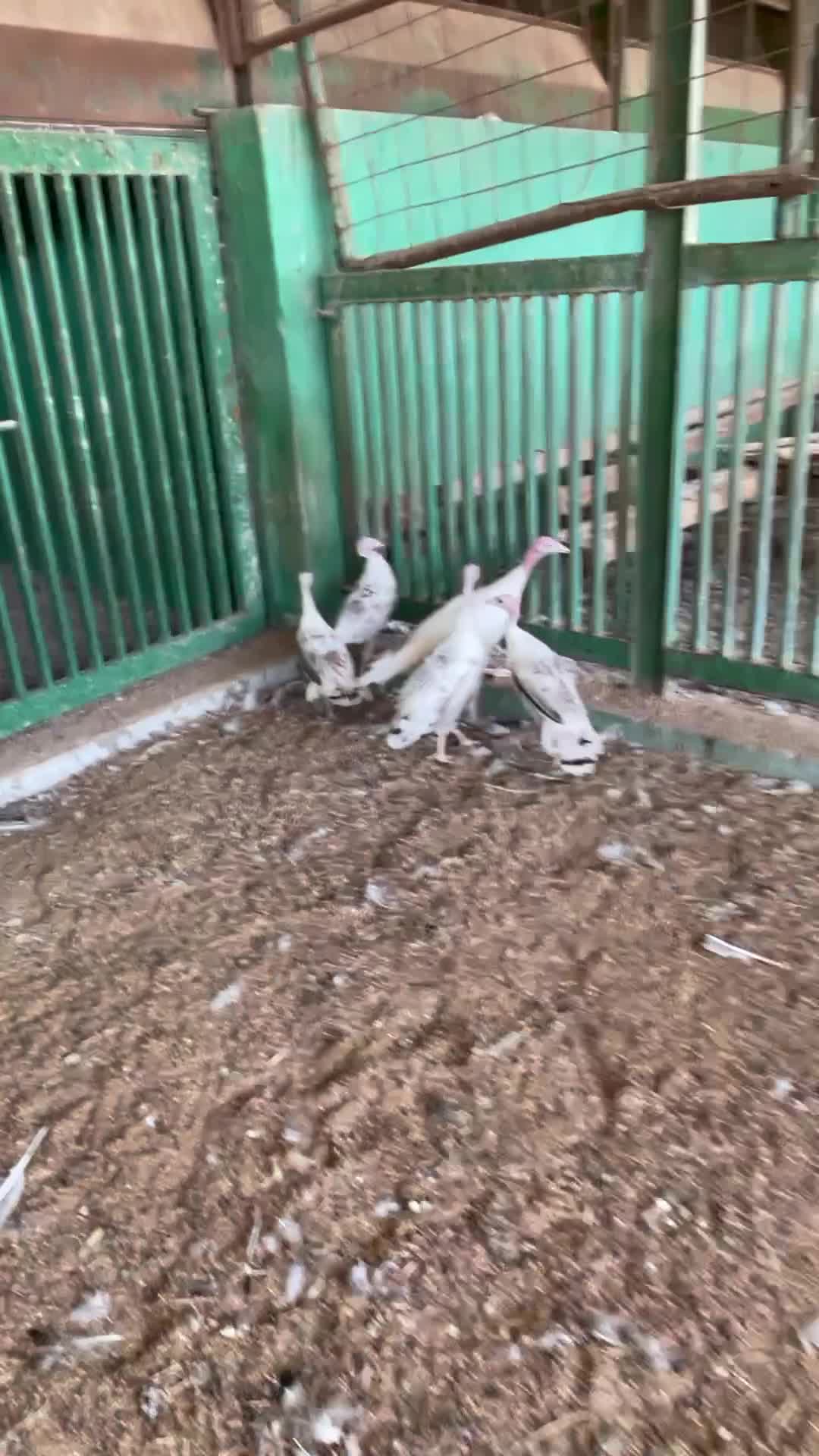 للبيع رومي للطيور - 1