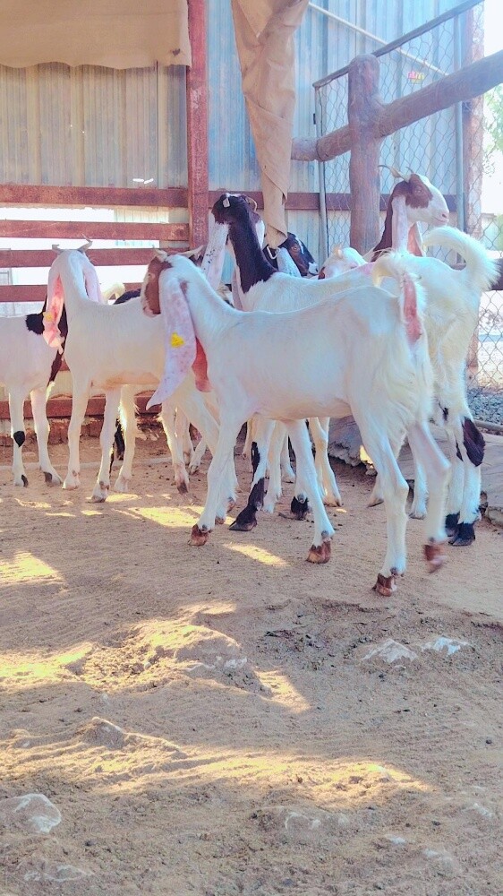 جمد مطور - 5