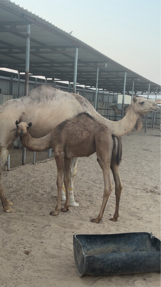 حوار  - 1