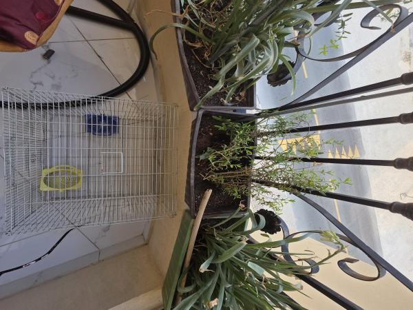 Bird cage and accessories - 1