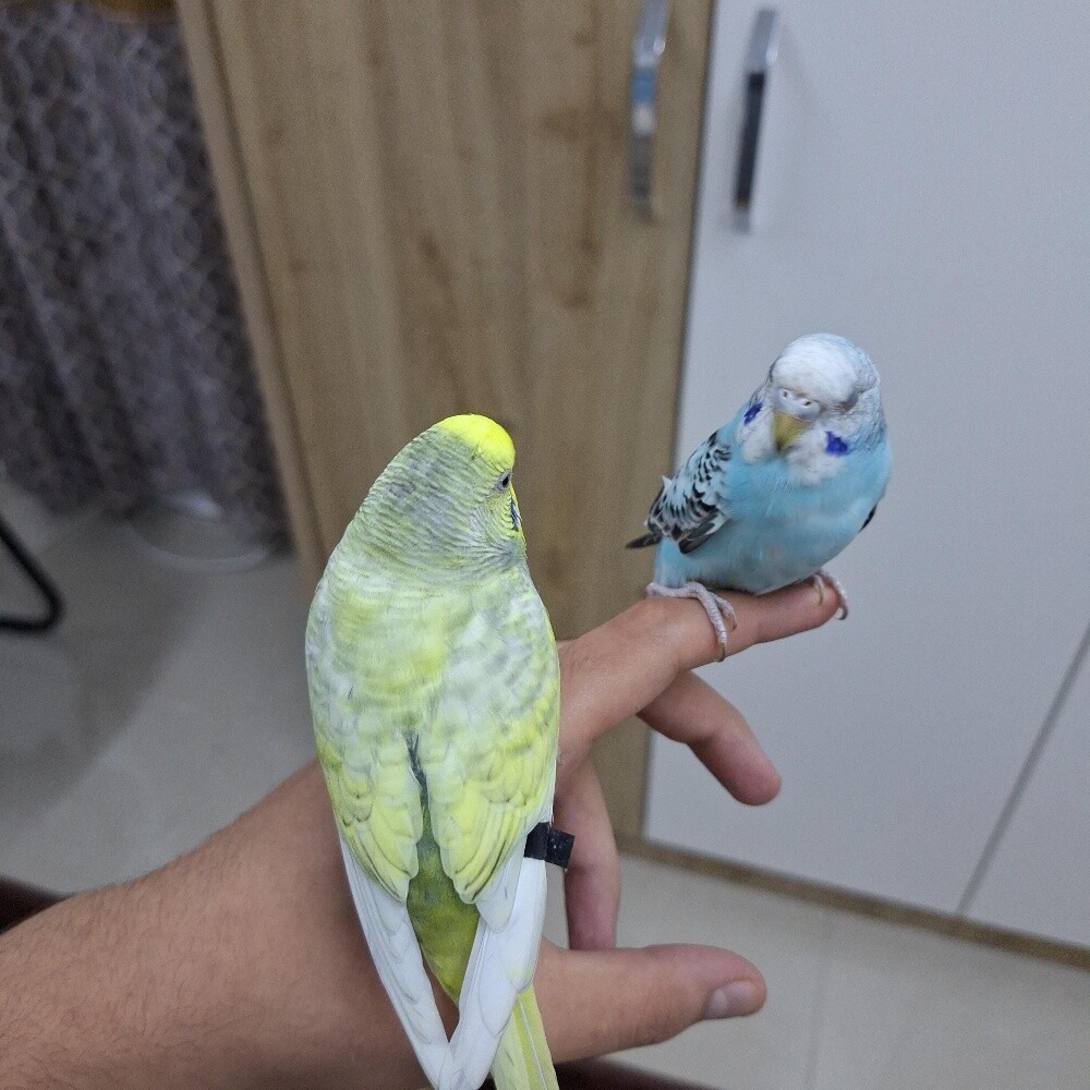 زوج من البادجي الاليف - 8