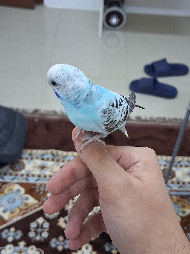 زوج من البادجي الاليف - 10