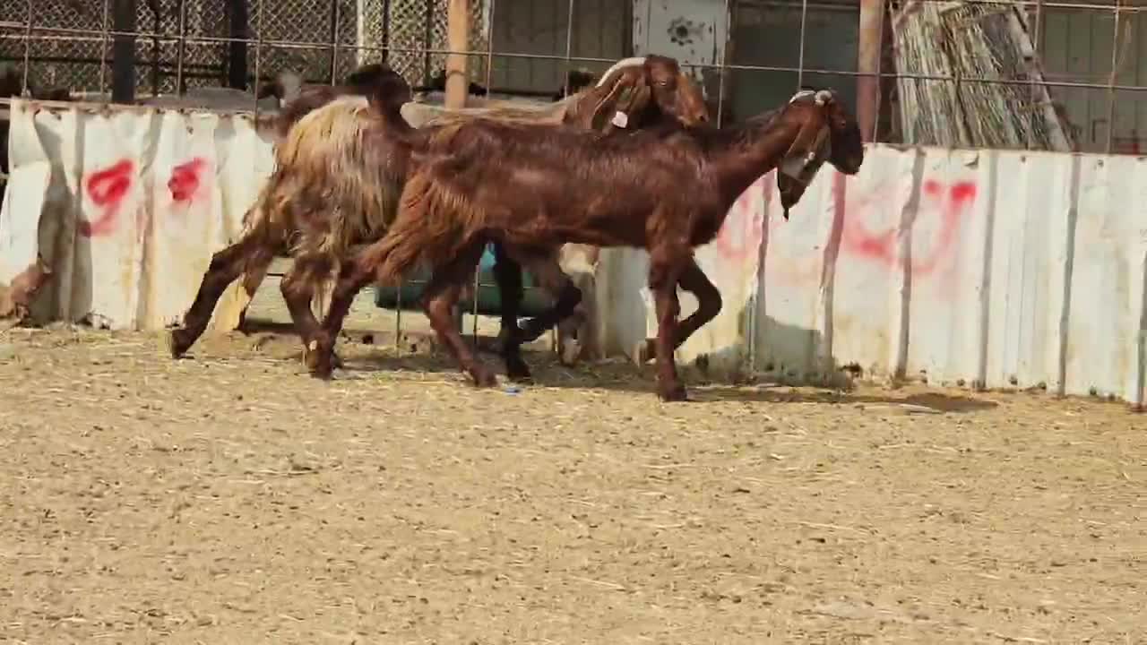 للبيع جمد طيب قبرصيات - 1