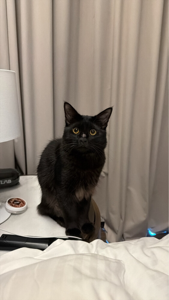 Cat for adoption - 2