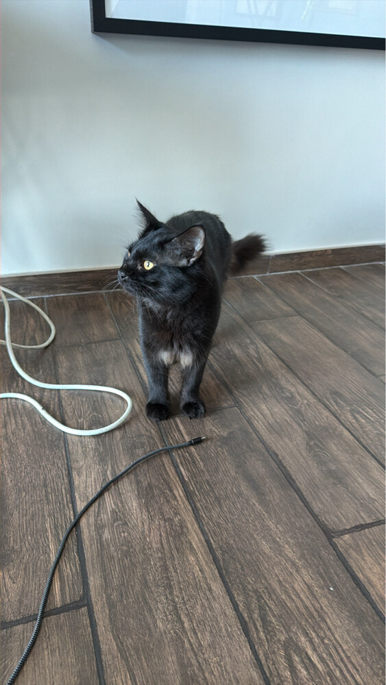 Cat for adoption - 3