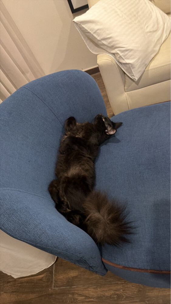 Cat for adoption - 1