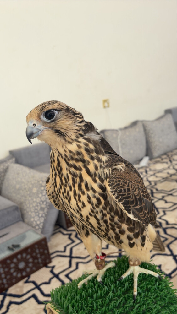 جير تبع - 2
