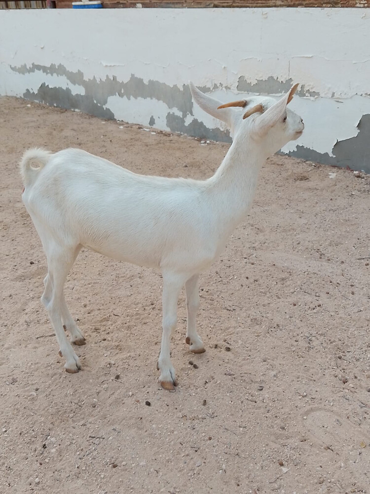 للبيع أو بدل - 5