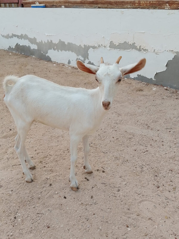 للبيع أو بدل - 4