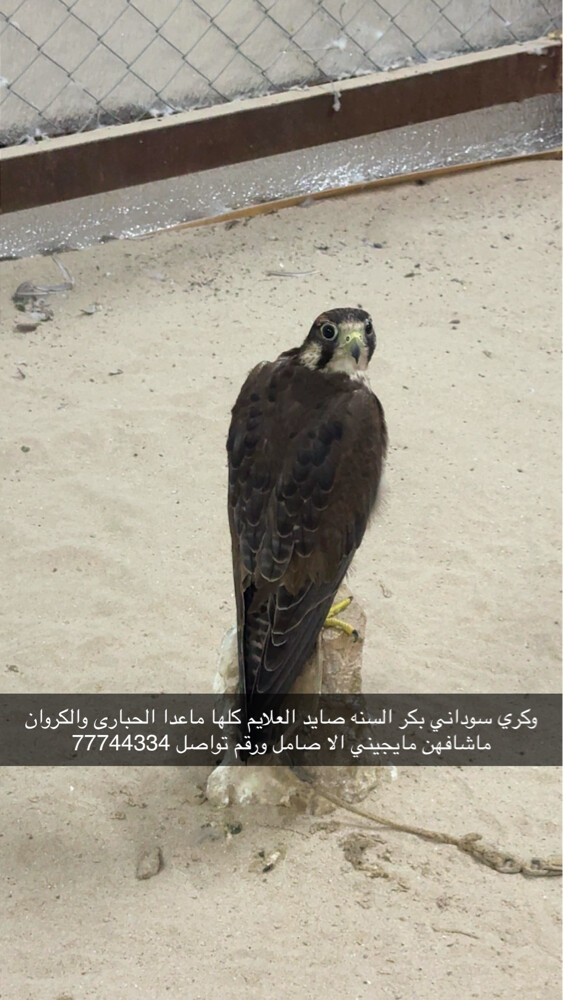 للبيع - 2