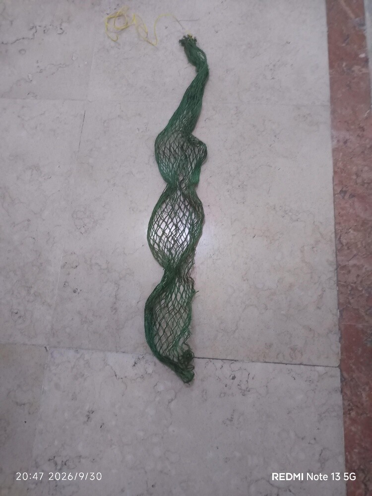 شبكة سالية - 1