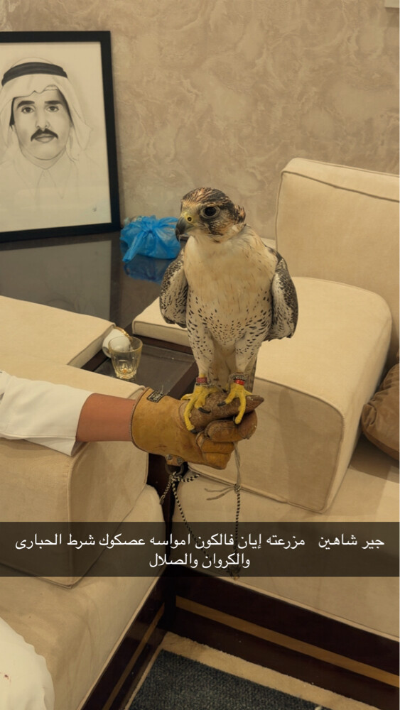 شرط الحبارى والصلال والكروان - 1