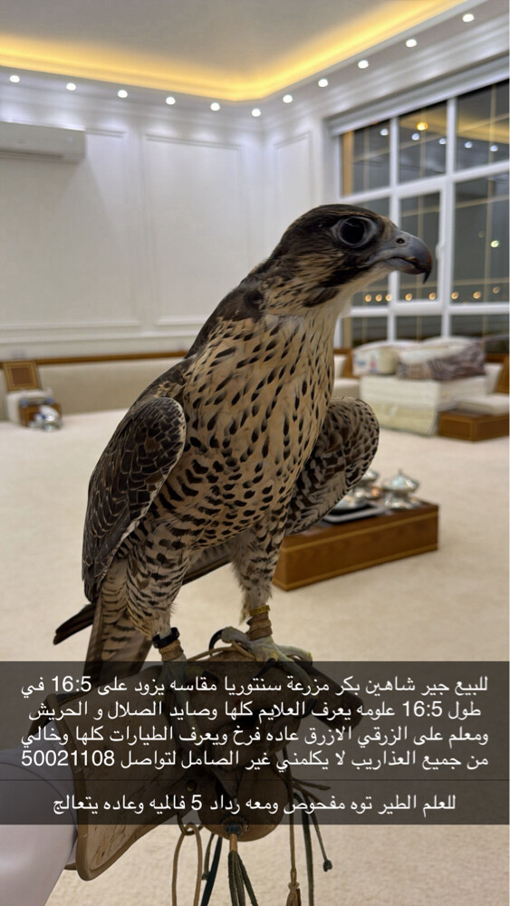 للبيع جير شاهين بكر  - 1