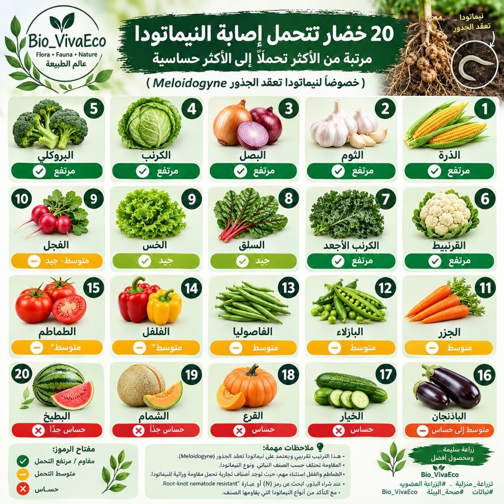 زراعه جميع الخضروات - 1