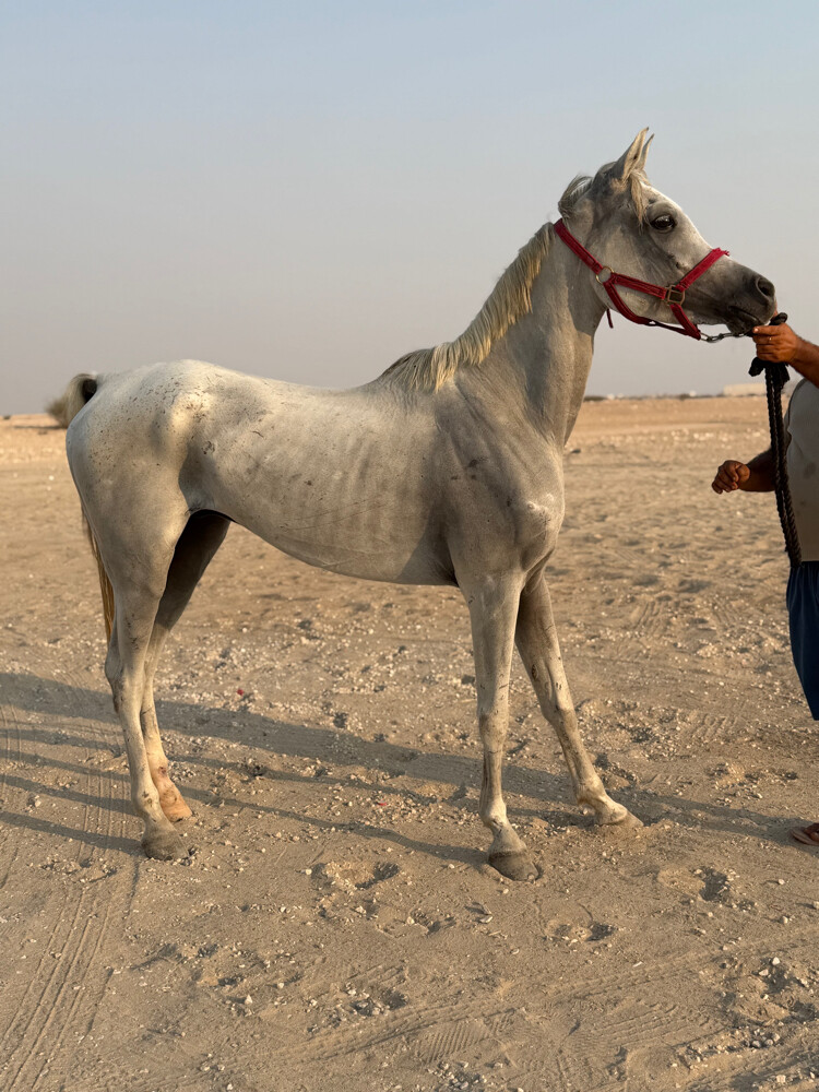 حصان عربي  - 1