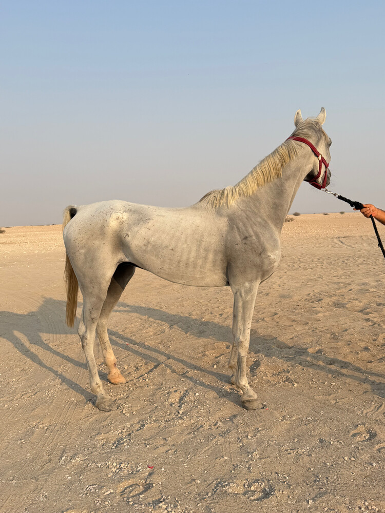 حصان عربي  - 2