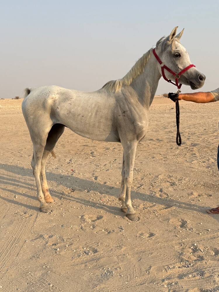 حصان عربي  - 3