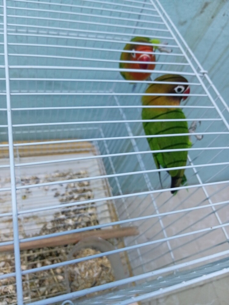 love Berd - 2