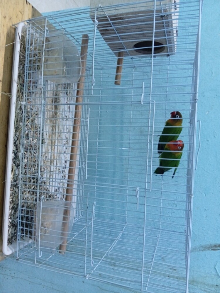 love Berd - 4