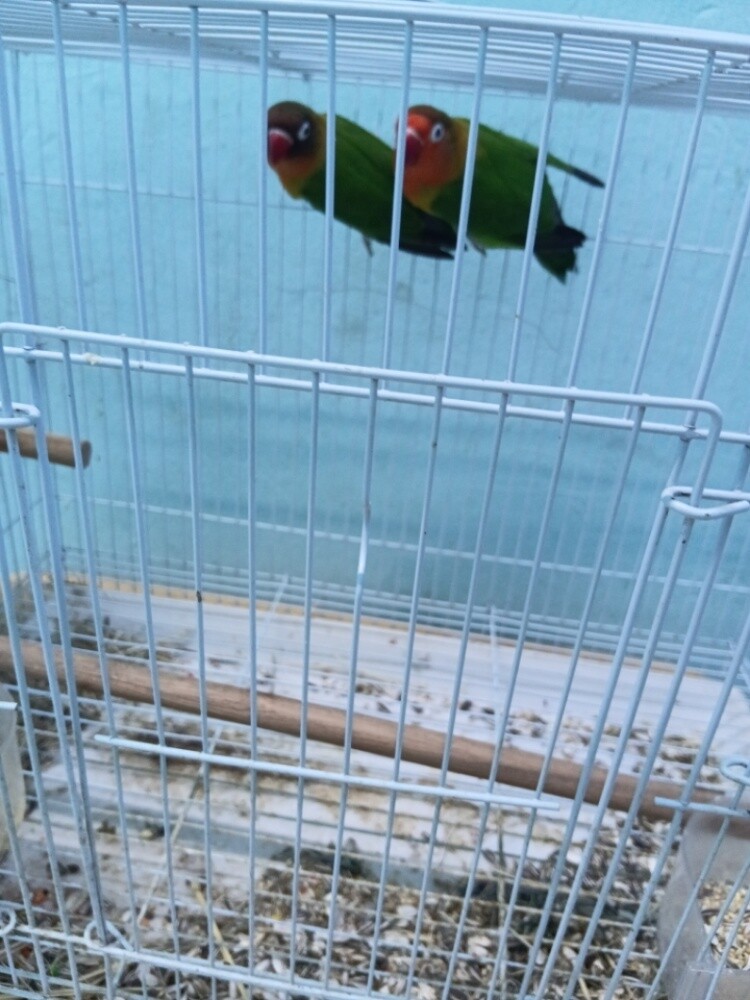 love Berd - 3