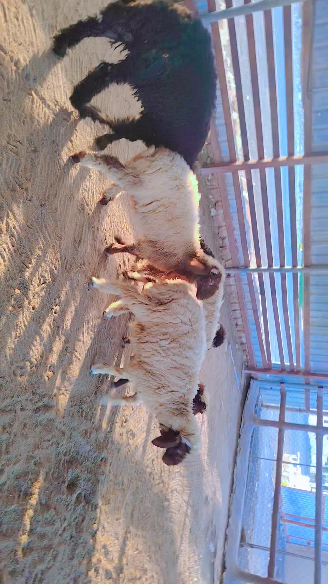 خرفان - 5