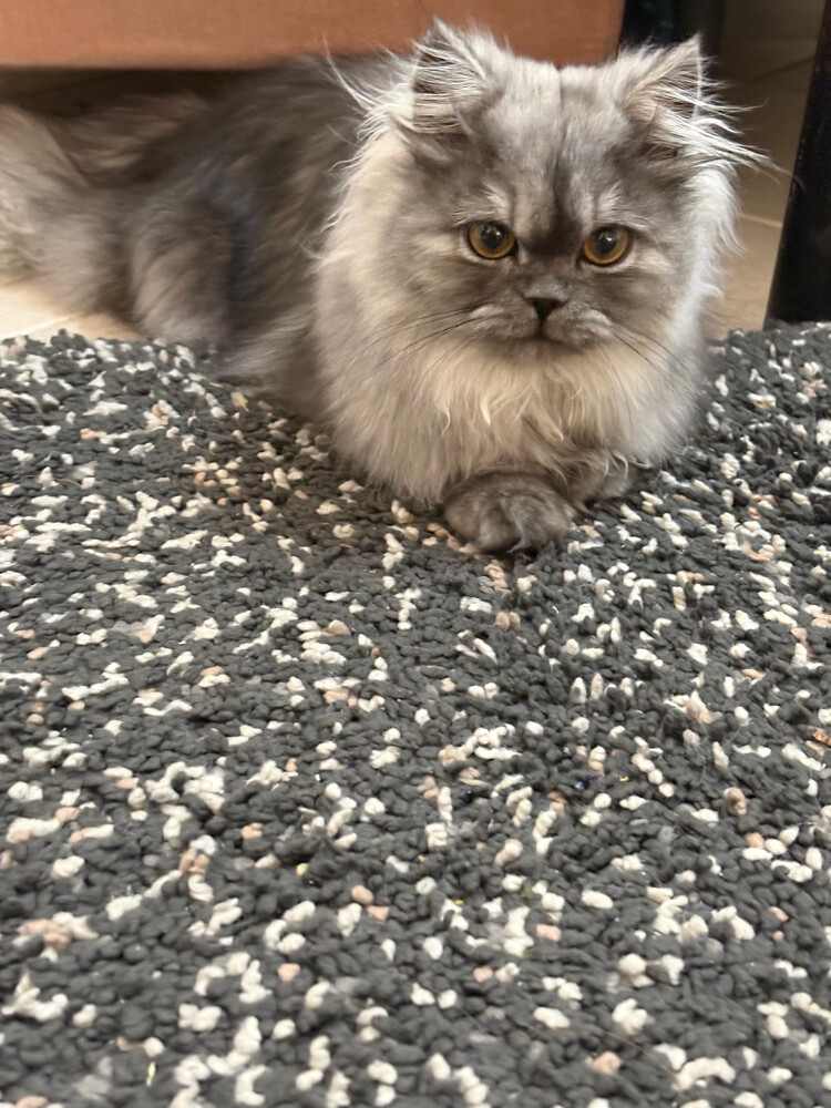 Persian cat for sale  - 2